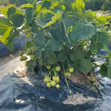 Holiday home Les Du Valjoly